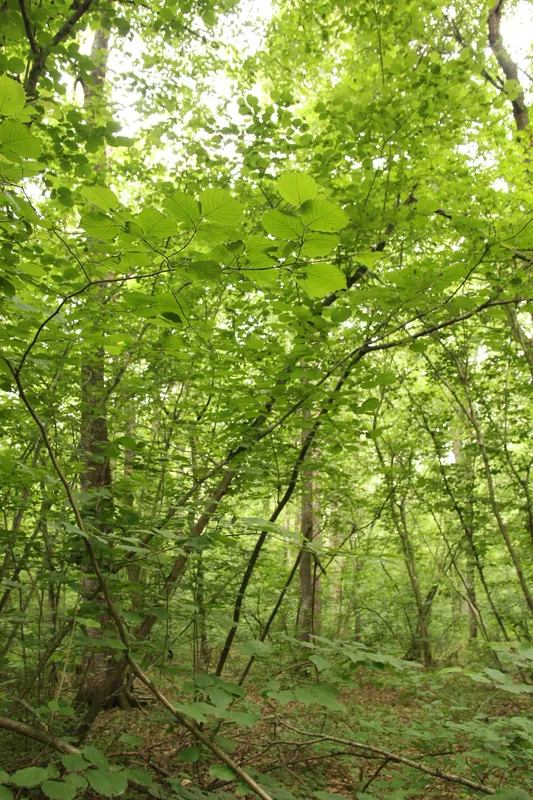 Біля Луцька росте унікальний 200-літній ліс: чому він особливий (фото)