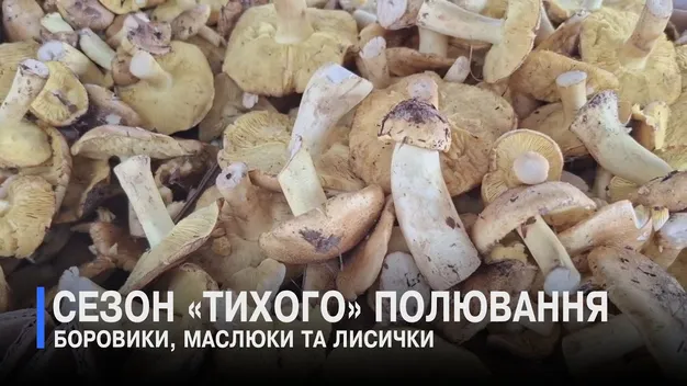 Сезон – у розпалі: які гриби продають на ринку в Луцьку (відео)