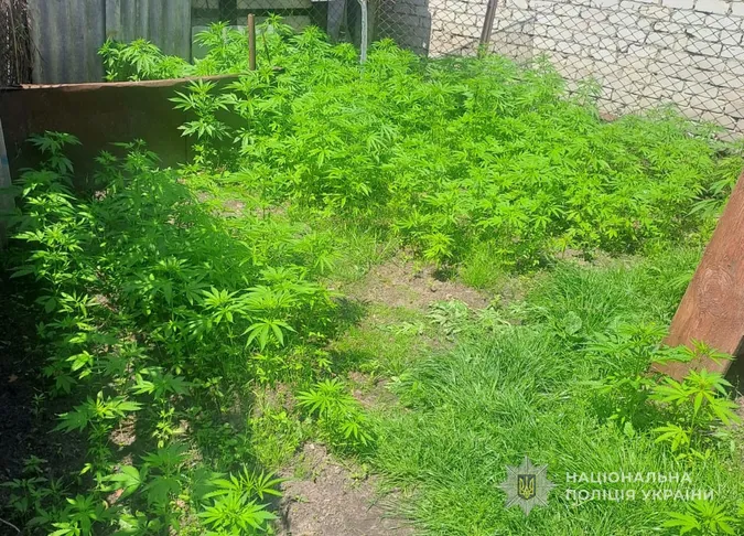 На городі волинянина знайшли 262 кущі конопель, а вдома – майже кілограм канабісу (фото)