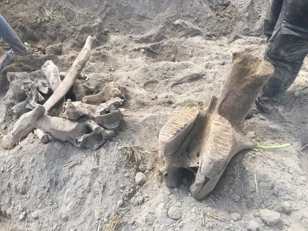 Слон у кукурудзі: у Туреччині знайшли скам’янілий скелет тварини (фото)