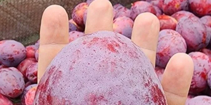 Південноафриканські фермери виростили найважчу в світі сливу (фото)