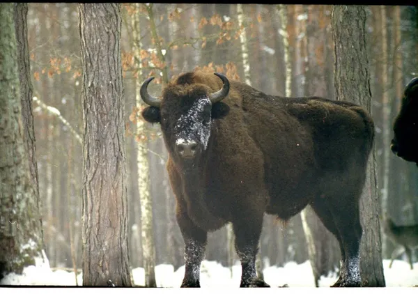 Зубр (Bison bonasus)