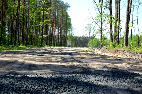 Волинська Швейцарія та селфі: лісівники провели майстер-клас із безпеки (фото)