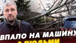 «Вилазили через задні двері»: у Луцьку дерево розтрощило автівку з подружжям всередині (відео)