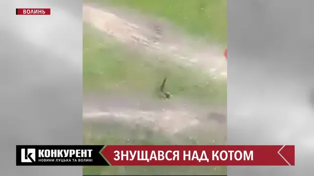 Жорстокі розваги: волинянин викидав кота з третього поверху (фото, відео)