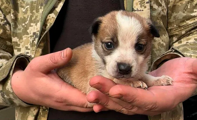 Волинський прикордонник врятував цуценя із зони бойових дій (фото)