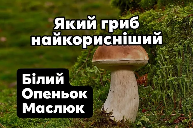 Білі, опеньки чи маслюки: які гриби корисніші