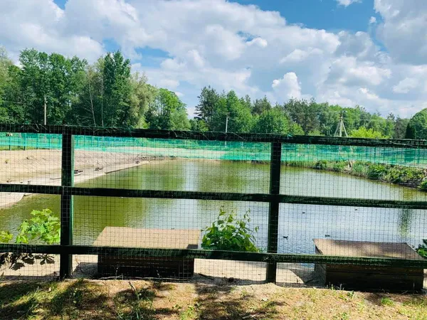 У волинських лісгоспах облаштовують «домівки» для качок (фото)