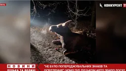 Водій не порушував ПДР: подробиці аварії під Луцьком, у якій збили лося (відео)