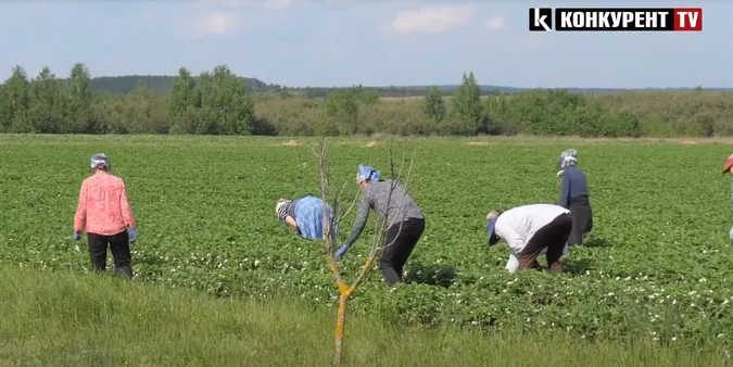Скільки цьогоріч можна заробити на полуниці в Хорохорині на Волині