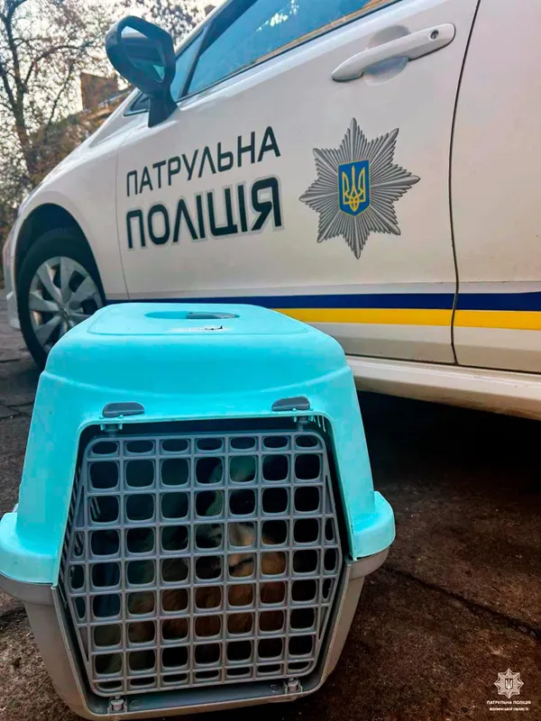 🐶 Луцькі патрульні підібрали збитого на дорозі пса