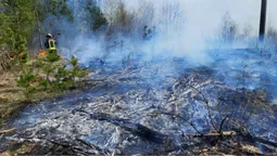 На Волині загасили кілька пожеж у лісах та чагарниках (фото)
