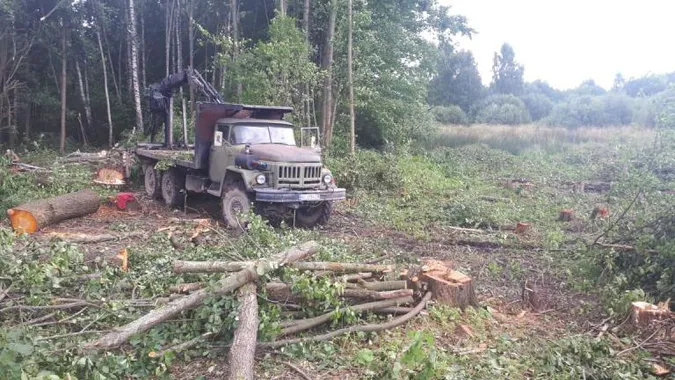У лісі на Турійщині виявили масштабну незаконну порубку (фото, відео)
