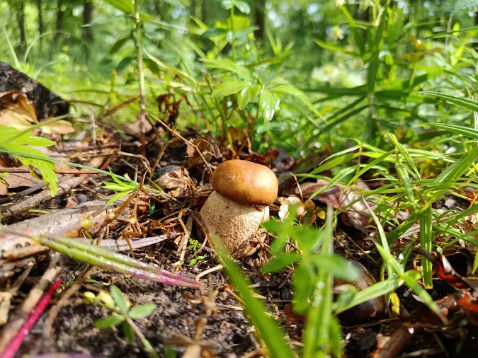 У лісі біля Луцька після дощу полізли білі гриби (фото)