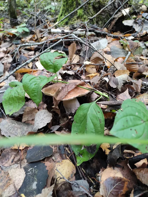 Де біля Луцька назбирали багато білих і польських грибів (фото)
