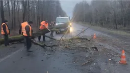 Рівень небезпечності – «помаранчевий»: на волинську трасу впало дерево (фото)
