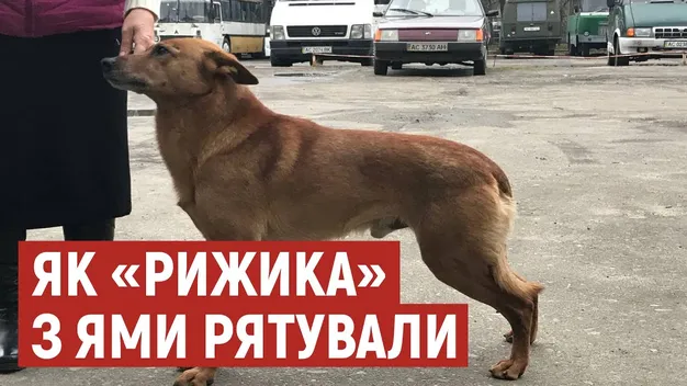 У Луцьку з триметрової ями рятували собаку, який злякався салютів