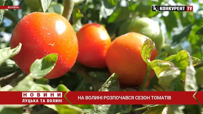 🍅Продають дешево, збираєш власноруч: під Луцьком вирощують плантацію помідорів (відео)
