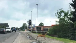 На волинській автотрасі біля ресторану «прогулювався» дикий козел (фото)