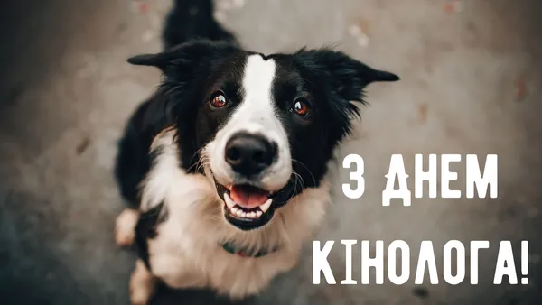 З Днем кінолога: теплі привітання у картинках і прозі