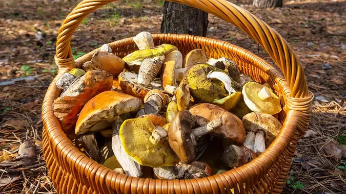 Як мити гриби, щоб вони не темніли