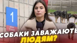 Агресивна зграя собак тероризує вулицю Січову в Луцьку: мешканці б'ють на сполох (відео)