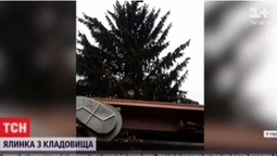 На Рівненщині головну ялинку привезли з цвинтаря, мер заспокоїв – дерево освятили