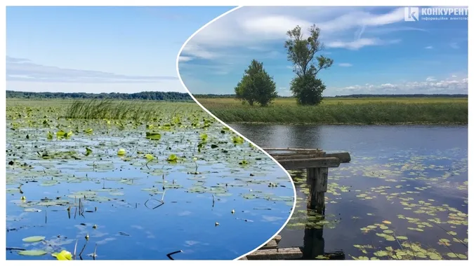 «Ні риби, ні води»: легендарне «щуче» озеро на Волині вкрилося водоростями (відео, фото)