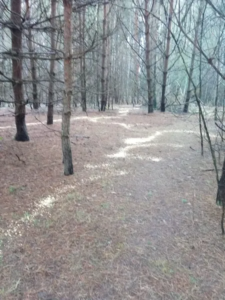 Як у нацпарку на Волині підгодовують лісових звірів (фото)