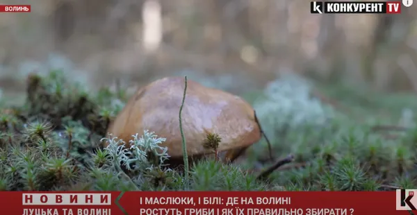 І білі, і маслюки: де на Волині є гриби і як їх правильно збирати (фото, відео)