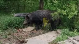 На АЗС у Володимирі живе «одомашнений» дикий кабан (відео)