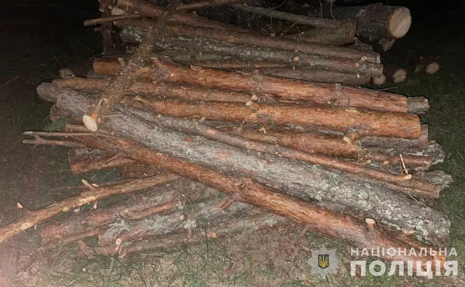 На Волині чоловік та двоє юнаків самовільно зрізали 175 дерев вздовж дороги (фото)