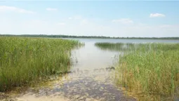 На Волині причаїлось «мутне» озеро з цінним мулом та незайманою природою (фото)