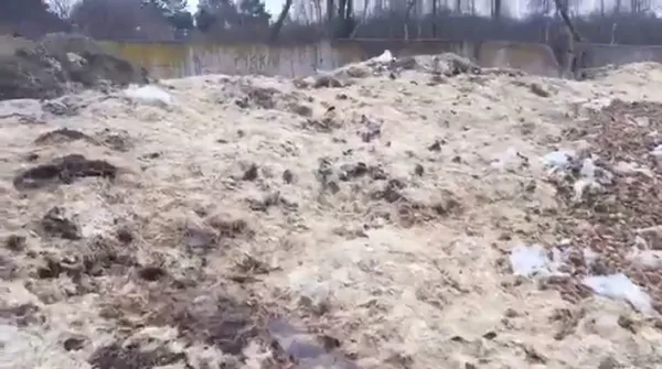 Рештки курей та свиней під відкритим небом