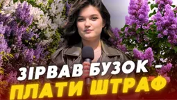 «Зірвав бузок – плати штраф»: у скільки лучанам обійдеться порушення благоустрою міста (відео)
