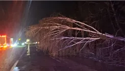 У Луцькому районі вночі дерево впало на дорогу (фото)