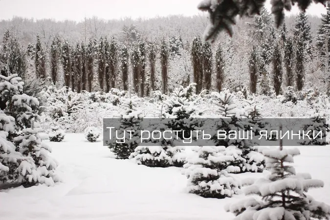 Як під Луцьком ростуть новорічні ялинки (фото, відео)