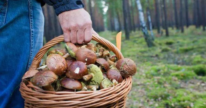 Можна назбирати повні кошики: які гриби ростуть у листопаді