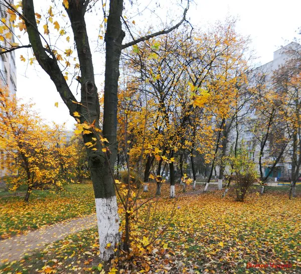 Луцький фотохудожник показав «останнє золото осені»