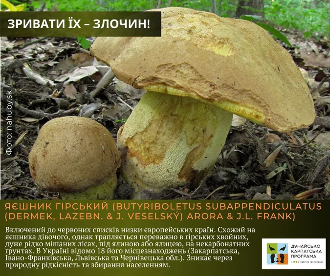 Не тільки отруйні: які гриби не можна збирати в Україні (фото)