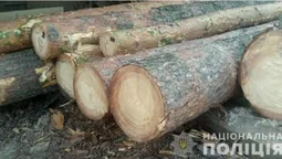 На пилорамі у жителя Цумані знайшли деревину без документів (фото)