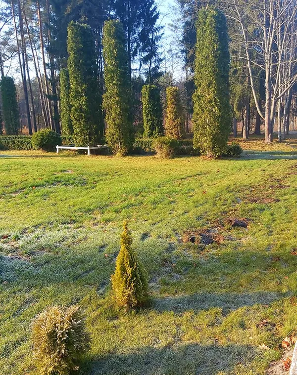 З волинського лісництва вкрали 30 туй (фото)