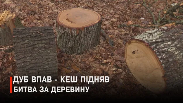 На Волині – скандал з поліцією: куди зникла вантажівка з дубом? (відео)