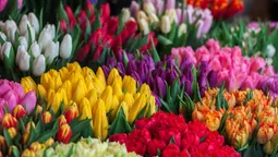 За скільки у Луцьку можна купити квіти до 8 березня (фото)