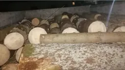 У маневицькому лісництві спиляли чотири ялини (фото)