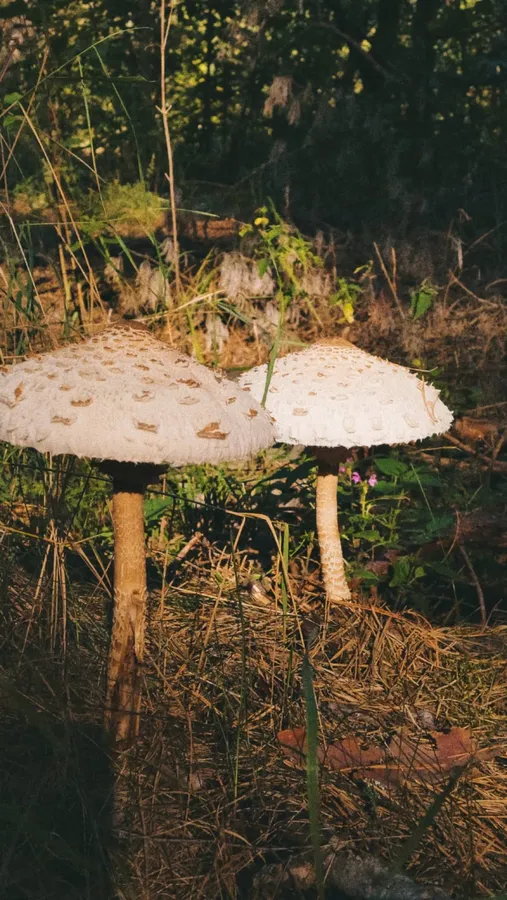 Красноголовці, білі, парасольки: попри суху погоду, у лісі на Волині збирають гриби (фото)