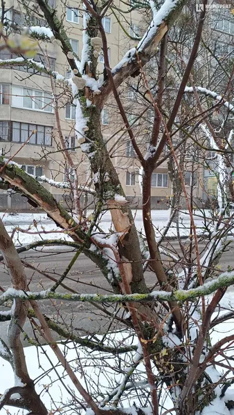 Засніжений березневий Луцьк (фото)