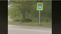 У Луцькому районі біля дороги гуляли дикі кабанчики (відео)