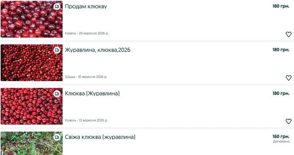 Волинське «червоне золото»: скільки коштує літр журавлини