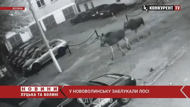 Вулицями Нововолинська блукали три лосі (відео)